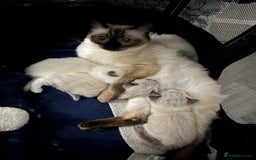 Ragdoll cats for sale: Bella’s ragdoll kittens ready December  - Image 12