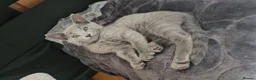 Russian Blue cats for sale: Ready Now TICA full pedigree RUSSIAN BLUE kittens  - Advert 15