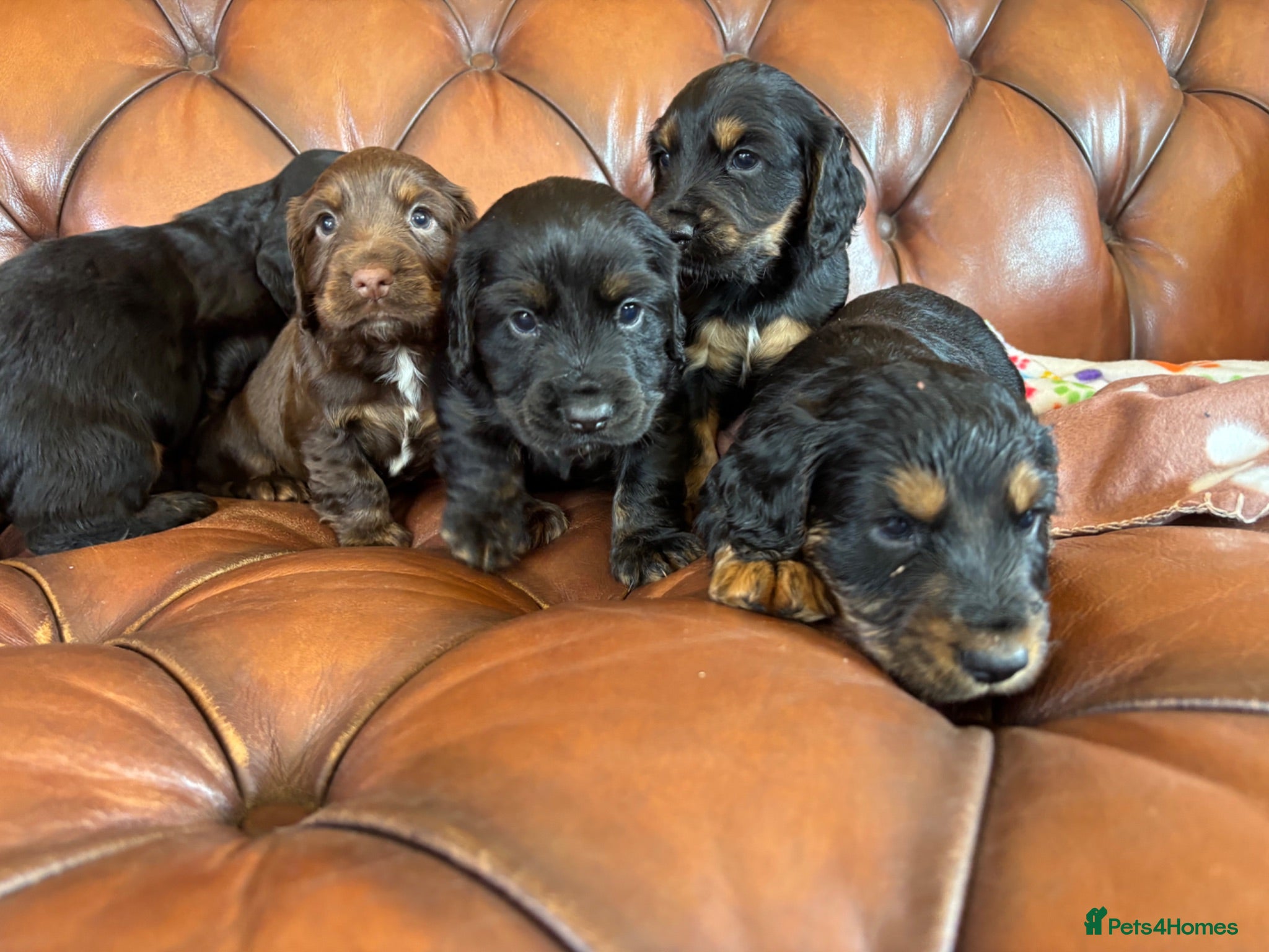 Cocker Spaniel dogs Working Cocker Spaniel Puppies  - Advert 2