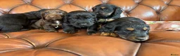 Cocker Spaniel dogs for sale: Working Cocker Spaniel Puppies  - Advert 14