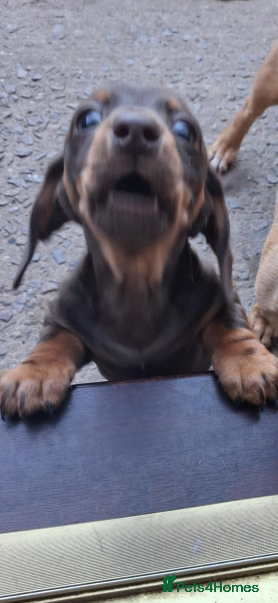 Dachshund dogs for sale: Dachshund puppies ready to leave  - Image 7
