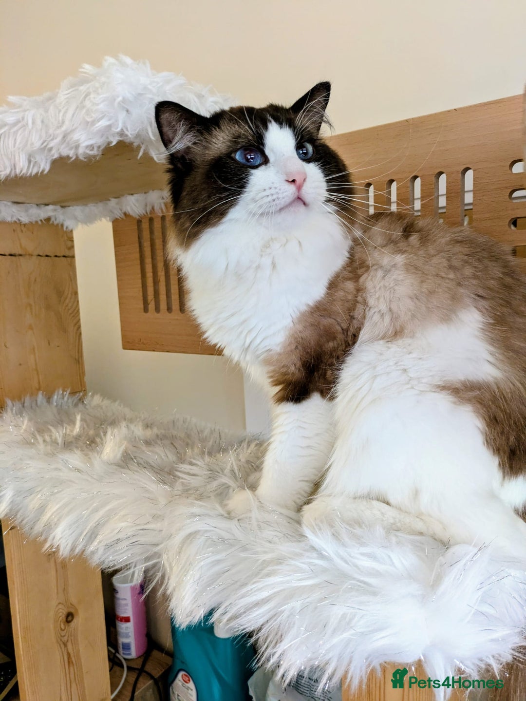 Ragdoll cats for sale: Handsome Ragdoll Boy - Image 1