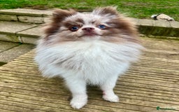 Pomeranian dogs for stud: Stud only - Image 5