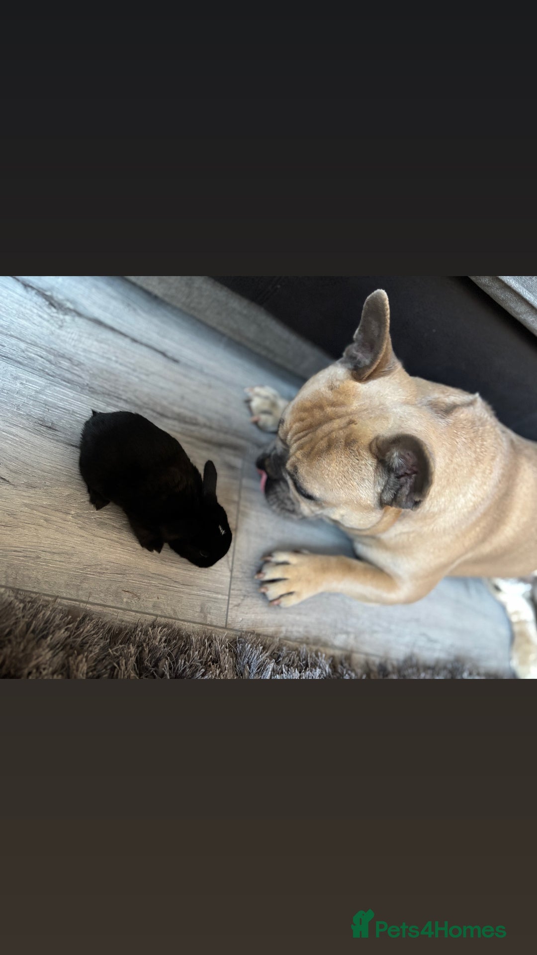 Mini Lop rabbits for sale: Gorgeous Mini Lops  - Image 18