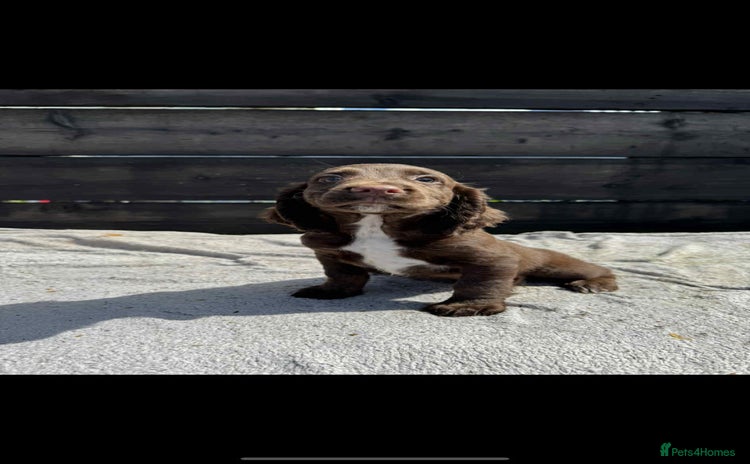 Cocker Spaniel dogs - Advert 3