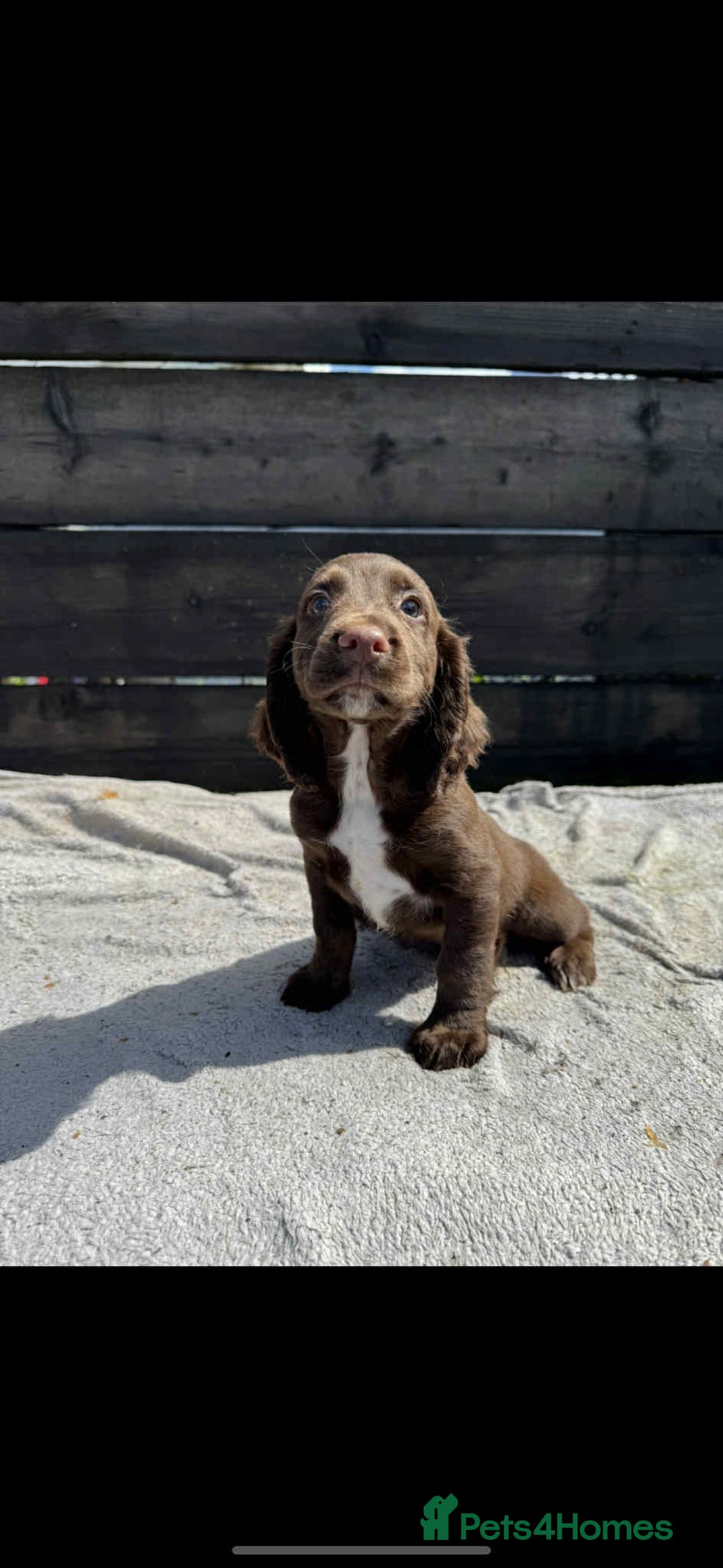 Cocker Spaniel dogs for sale: KC Cocker Spaniel pups  - Image 1