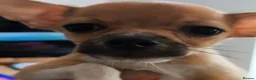 Chihuahua dogs for sale: Heart stopping life changing babies!  - Advert 6