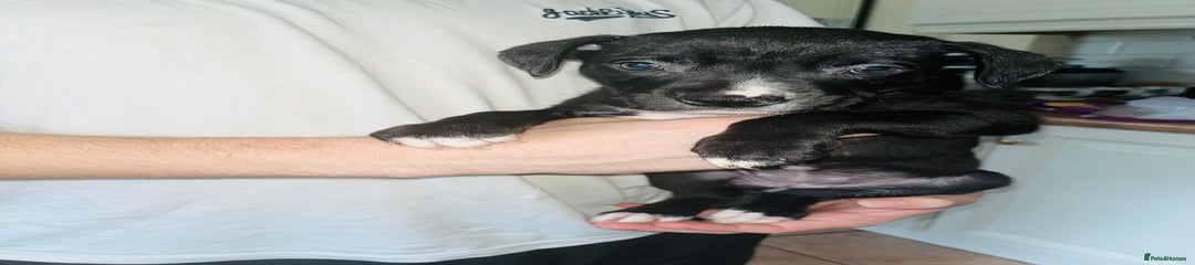 Puppy 9 black girl small hernia please read description 