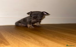 French Bulldog dogs for sale: BLUE & CREAM/TAN Isabella/pink carrying. - Image 24