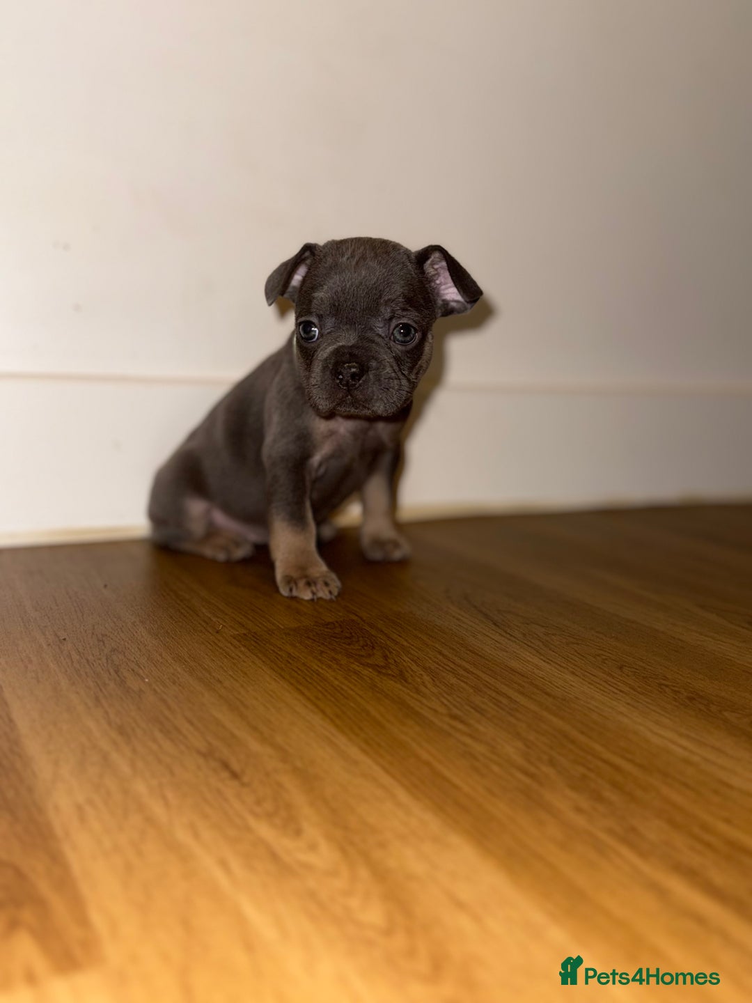 French Bulldog dogs for sale: BLUE & CREAM/TAN Isabella/pink carrying. - Image 24