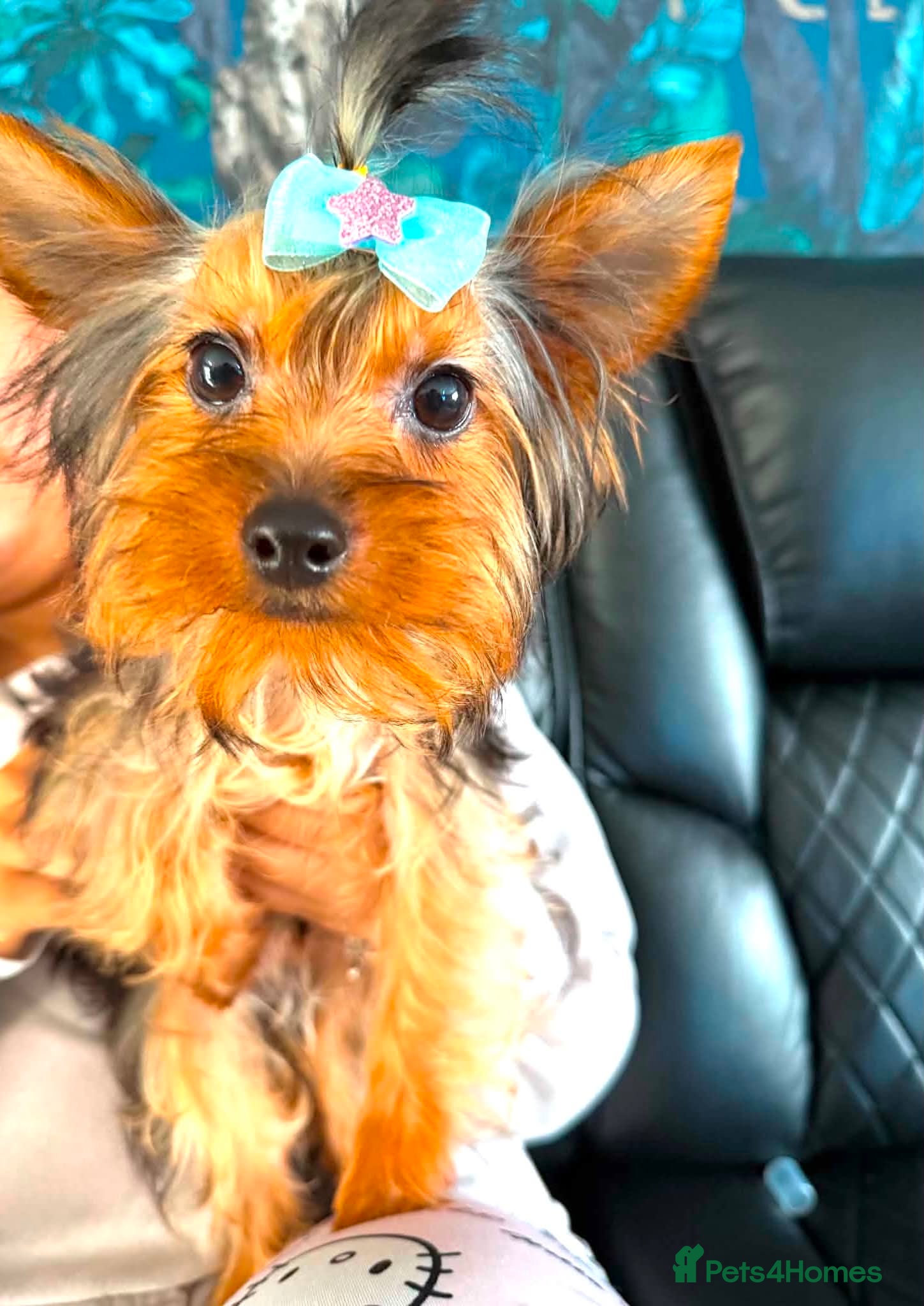 Yorkshire Terrier dogs Beautiful Pedigree Yorkshire Terrier Puppies  - Advert 2