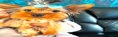 Yorkshire Terrier 2