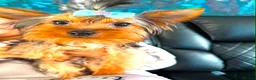 Yorkshire Terrier dogs for sale: Beautiful Pedigree Yorkshire Terrier Puppies  in Runcorn - Advert 1