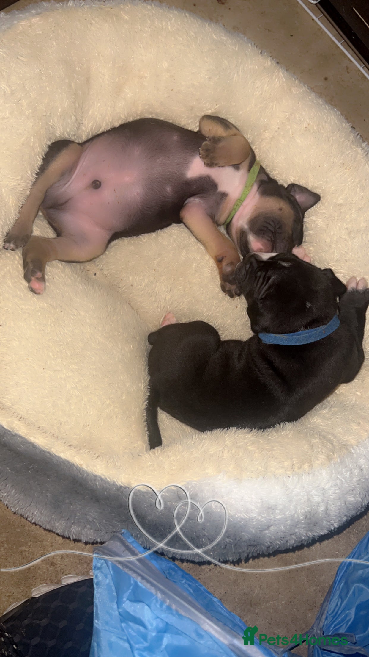 Staffordshire Bull Terrier dogs Staffordshire Cross Puppies – Ready 28 April - Advert 9