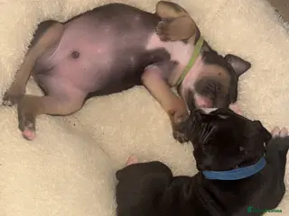 Staffordshire Bull Terrier dogs Staffordshire Cross Puppies – Ready 28 April - Advert 9