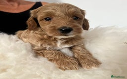 Australian Labradoodle dogs for sale: Australian Labradoodle  - Image 2