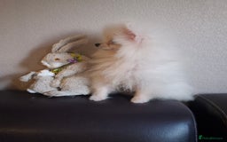 Pomeranian dogs for sale: Pomeranian white girl  - Image 5