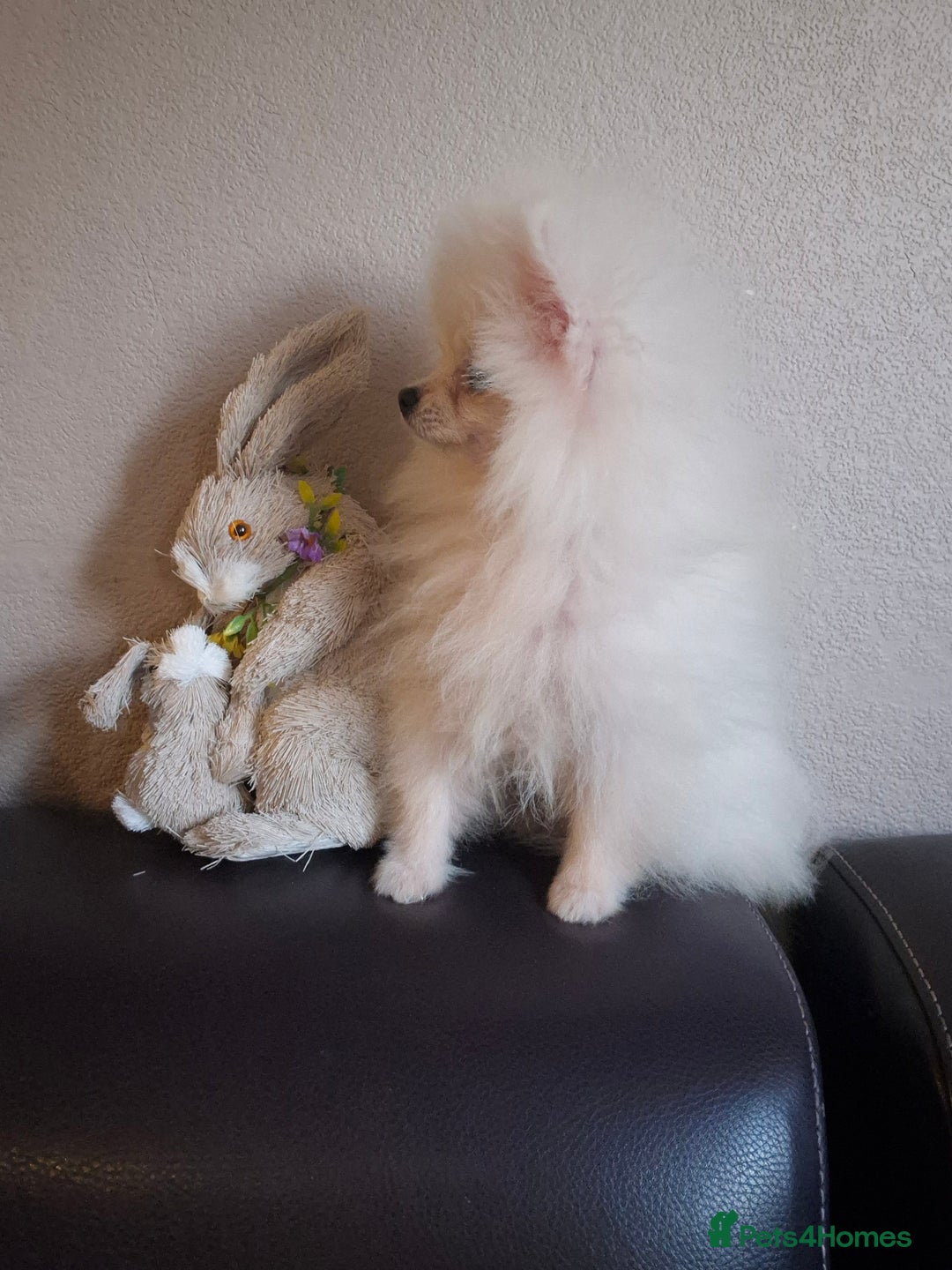 Pomeranian dogs for sale: Pomeranian white girl  - Image 5