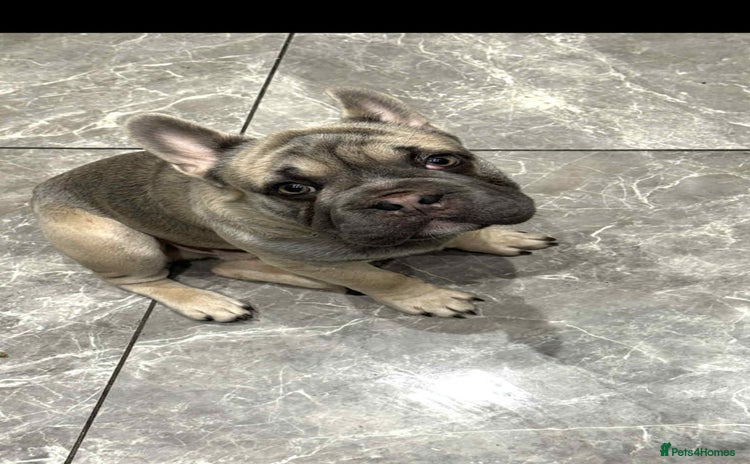 French Bulldog dogs - Advert 4