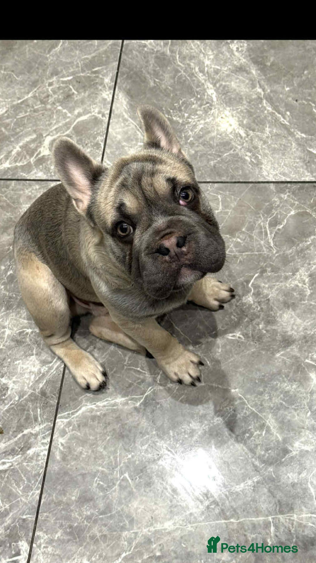 French Bulldog dogs for sale: ** kc reg  - Image 1