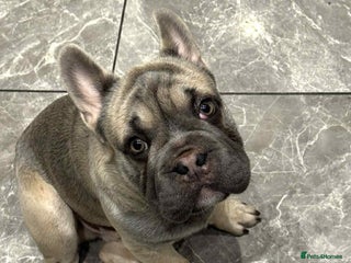 French Bulldog dogs - Advert 7
