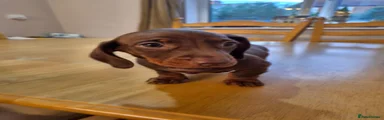 Male brown no collar