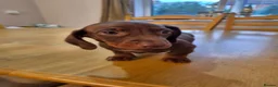 Miniature Dachshund dogs for sale: 3 male miniature dachshunds  - Advert 10