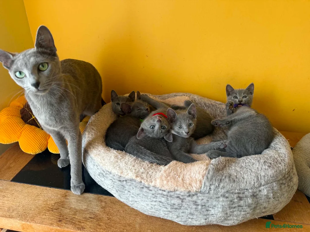Russian Blue cats for sale: TICA REGISTERED Pure Breed Russian Blue Kittens - Advert 12