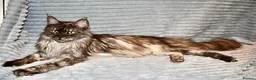 Maine Coon cats for sale: Maine Coon Kittens looking for their forever home - Advert 8