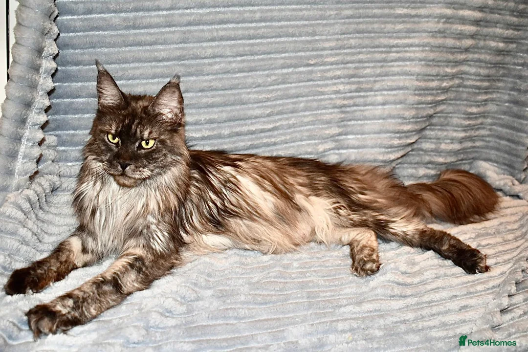 Maine Coon cats for sale: Maine Coon Kittens looking for their forever home - Advert 8