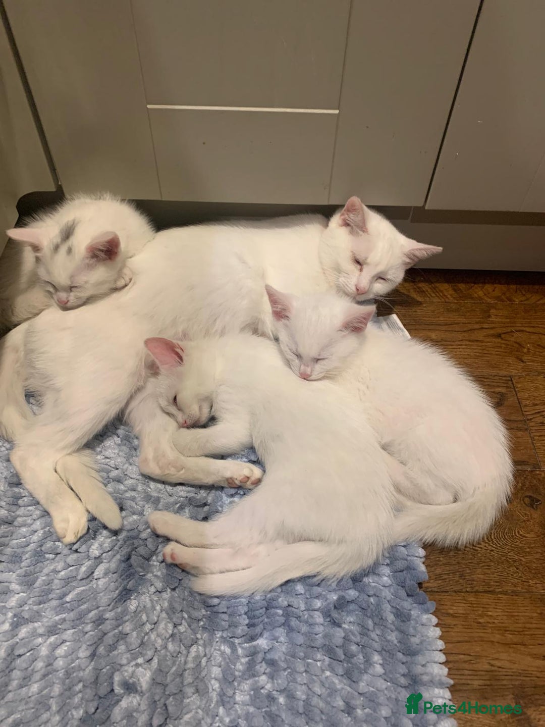 Turkish Van cats for sale: Gorgeous Turkish Van kitten - Advert 3