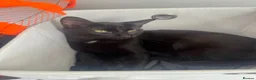 Mixed Breed cats for sale: 3 beautiful black kittens  in Stoke-on-Trent - Advert 1
