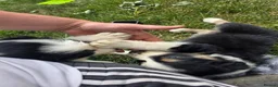 Border Collie dogs for sale: Two beautiful boys available boarder collie pups - Advert 7