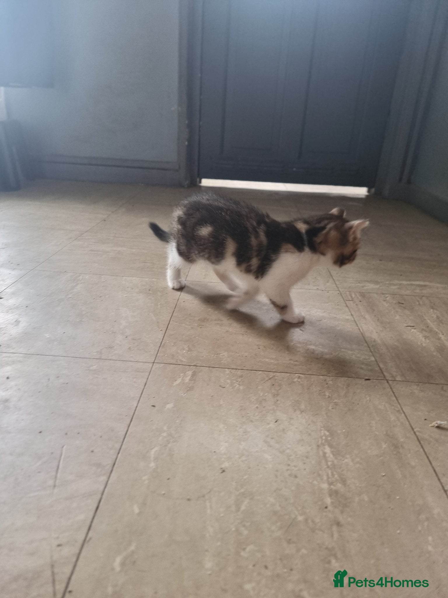 Mixed Breed cats Scottish straight mixed kittens  - Advert 2