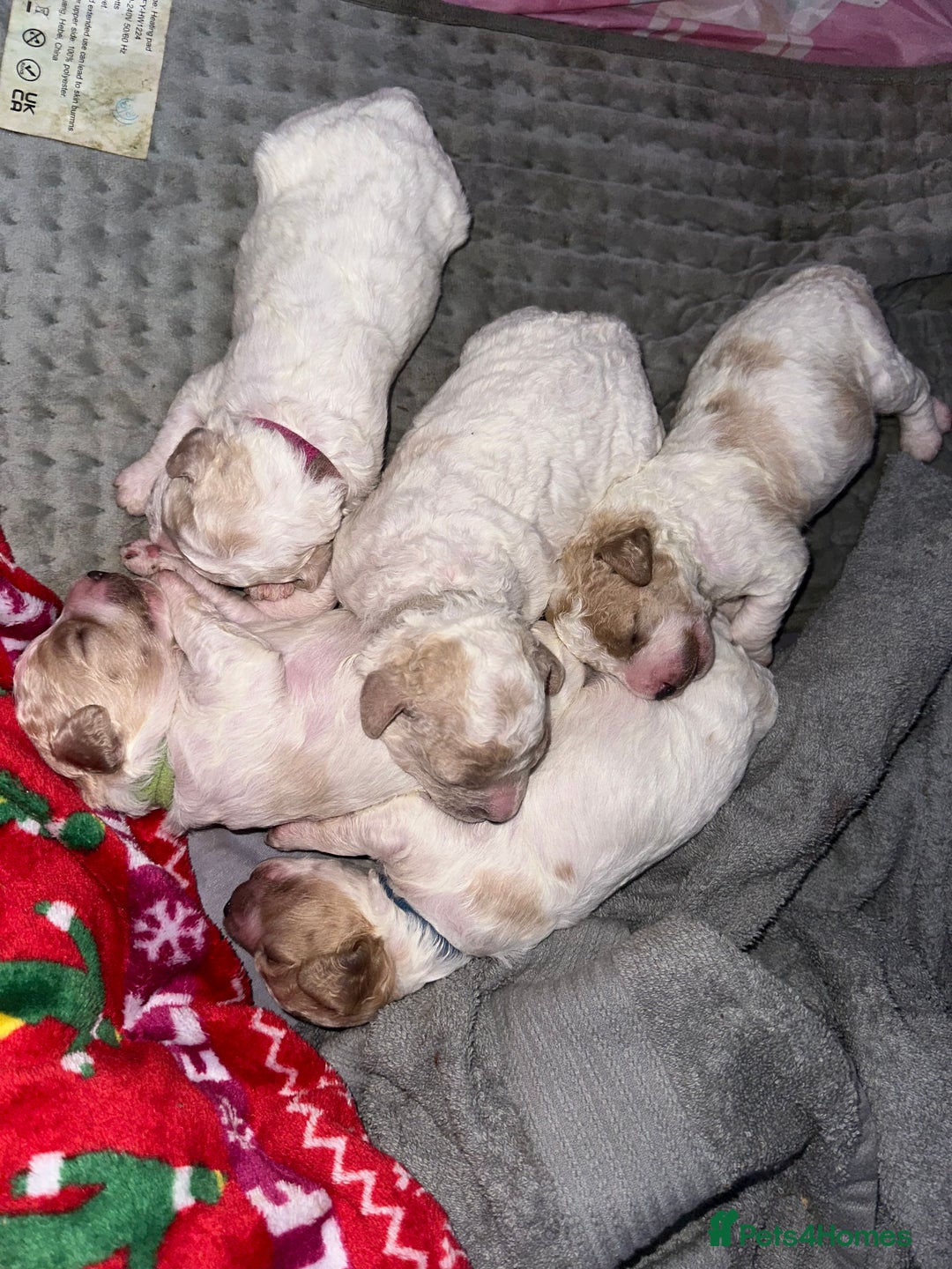 Cavapoochon dogs for sale: Cavapoochon! Our December Reindeer Litter!  - Image 6