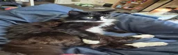 British Longhair cats for sale: tuxedo long hair cat.  in Ashford - Advert 2
