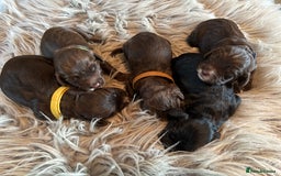 Cockapoo dogs for sale: 5 Chunky Miniature Cockapoos - Image 2