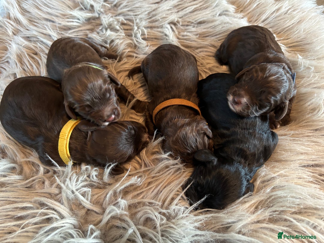 Cockapoo dogs for sale: 5 Chunky Miniature Cockapoos - Image 2