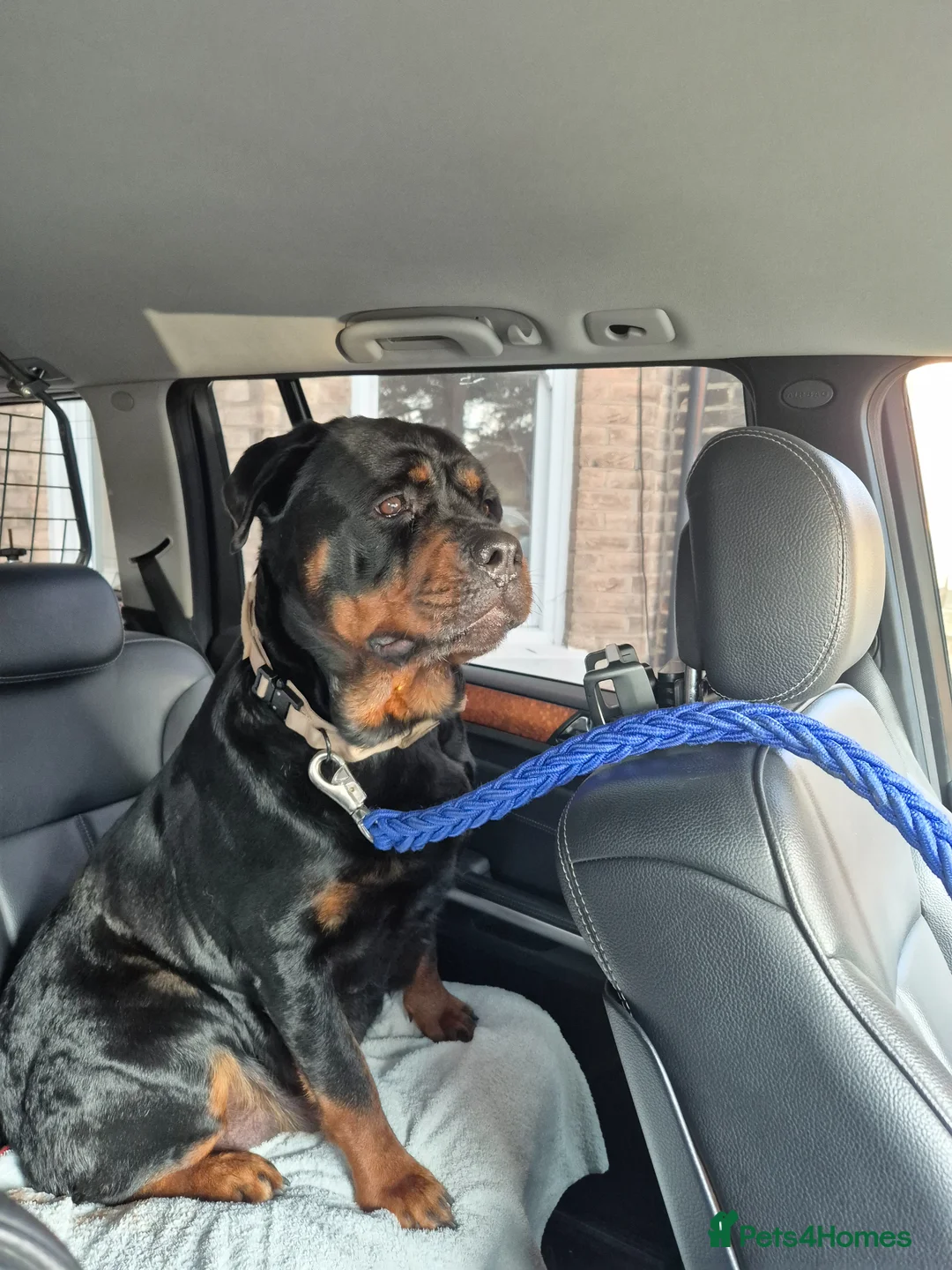 Rottweiler dogs for sale: ROTTWEILER PUPPIES FOR SALE  - Advert 40
