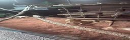 Bearded Dragon reptiles for sale: Bearded dragon and enclosure  in Manchester - Advert 2