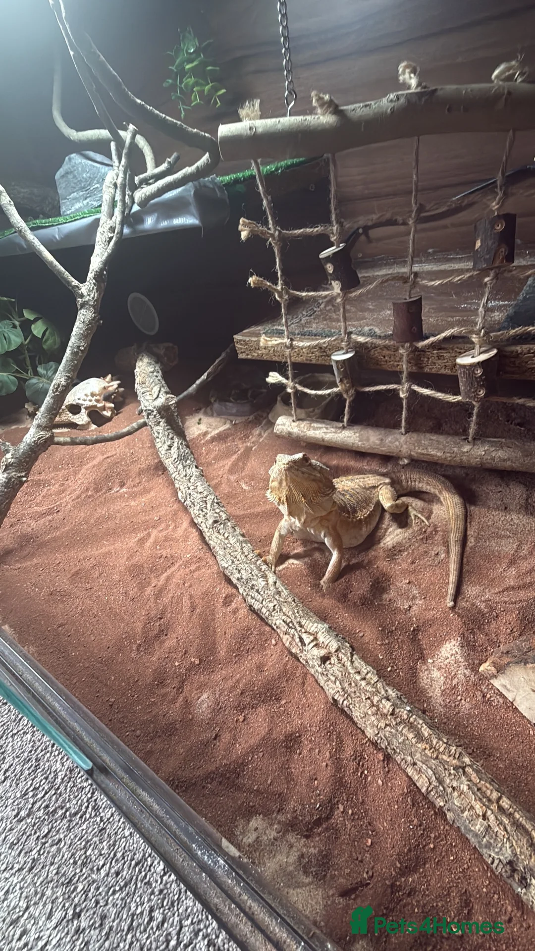Bearded Dragon reptiles for sale: Bearded dragon and enclosure  in Manchester - Advert 2
