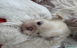 Shih Tzu dogs for sale: Creams shihtzus 5* puppies  - Image 4