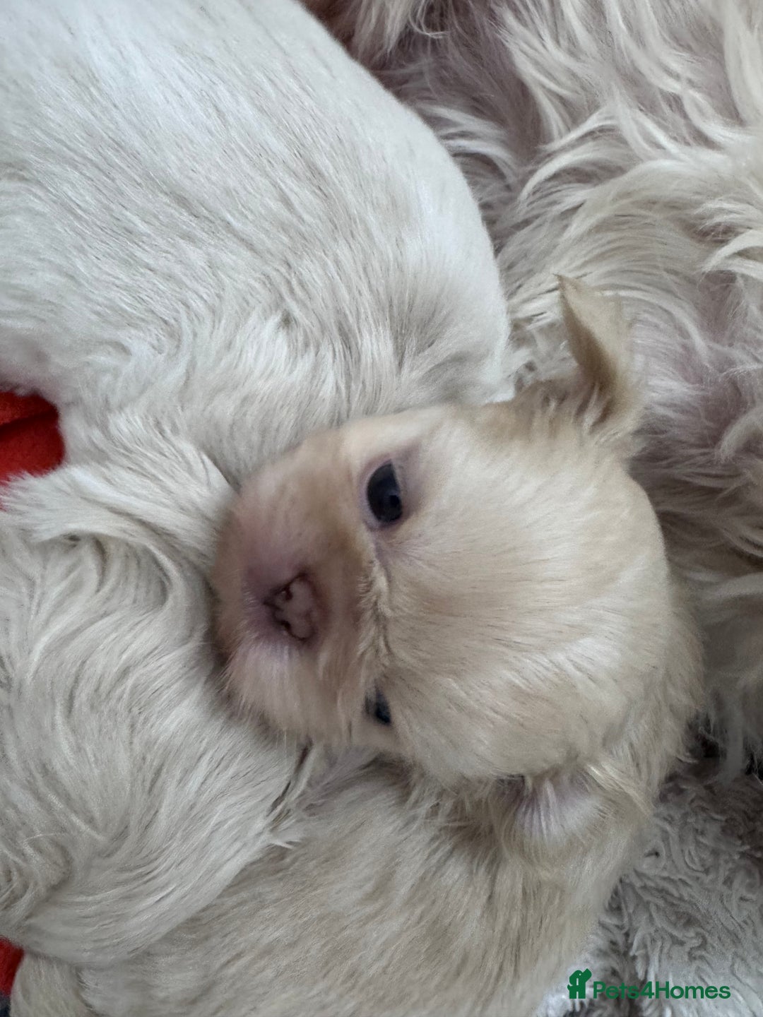 Shih Tzu dogs for sale: Creams shihtzus 5* puppies  - Image 4