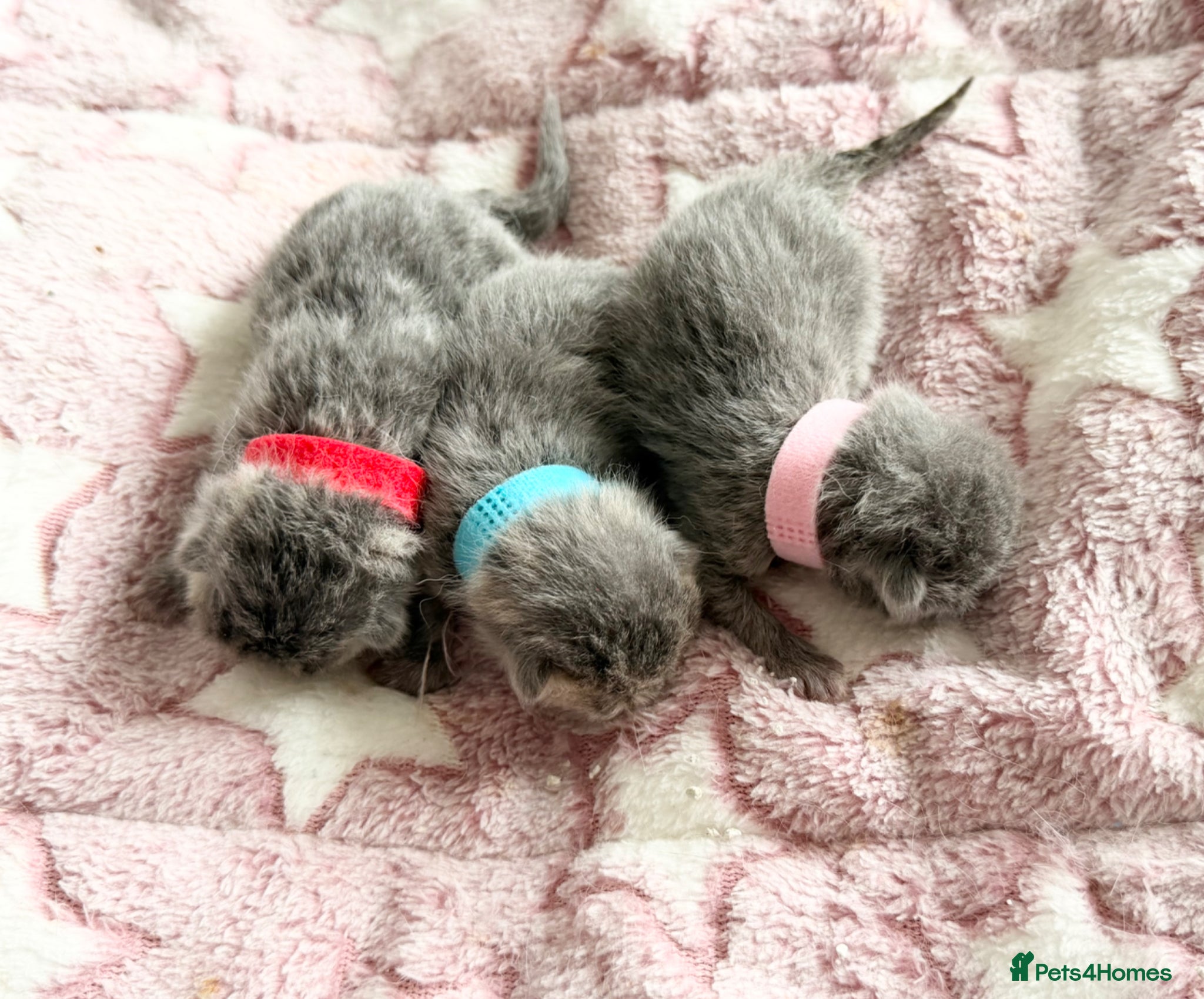 British Shorthair cats ⭐️ BRITISH SHORTHAIR BLUE KITTENS ⭐️ - Advert 1