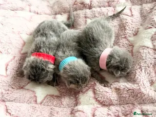 British Shorthair cats ⭐️ BRITISH SHORTHAIR BLUE KITTENS ⭐️ - Advert 1