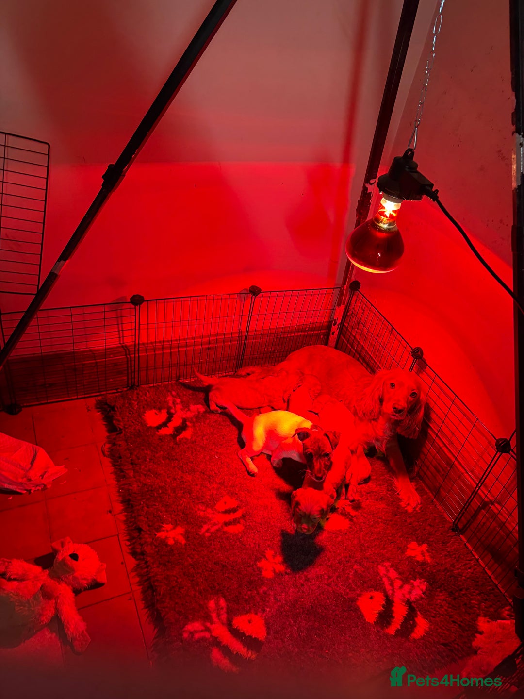 Cocker Spaniel dogs for sale: Golden Cocker spaniel puppies working bred  - Advert 19