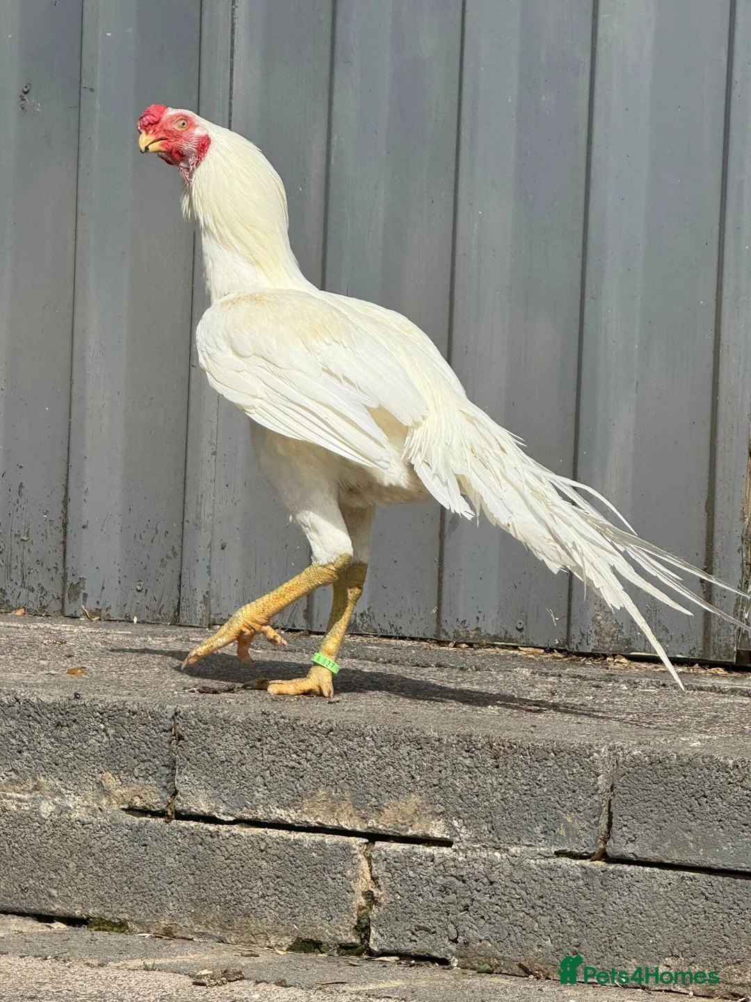 Chickens poultry for sale: RARE PARROT BEAK ASEEL CHICKENS FOR SALE - Advert 2