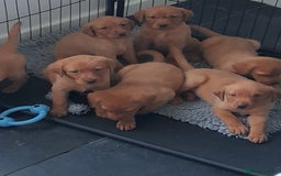 Labrador Retriever dogs for sale: Red fox labrador puppy's  - Image 7