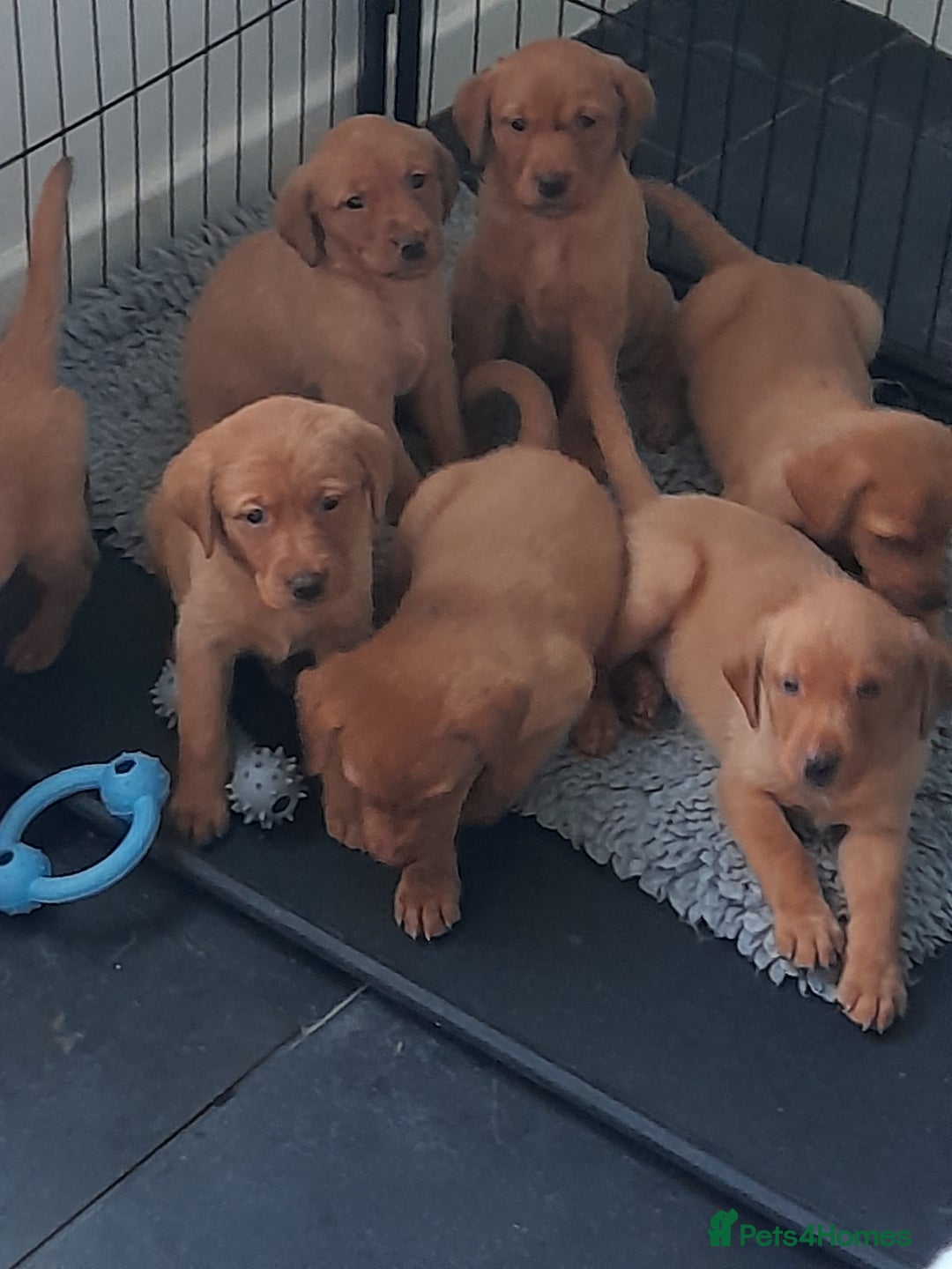 Labrador Retriever dogs for sale: Red fox labrador puppy's  - Image 7
