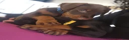 Dobermann dogs for stud: HEALTH TESTED STANLEY FOR STUD DUTIES - Advert 34